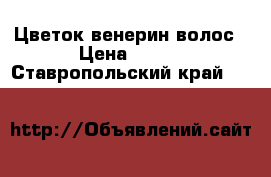 Цветок венерин волос › Цена ­ 500 - Ставропольский край  »    